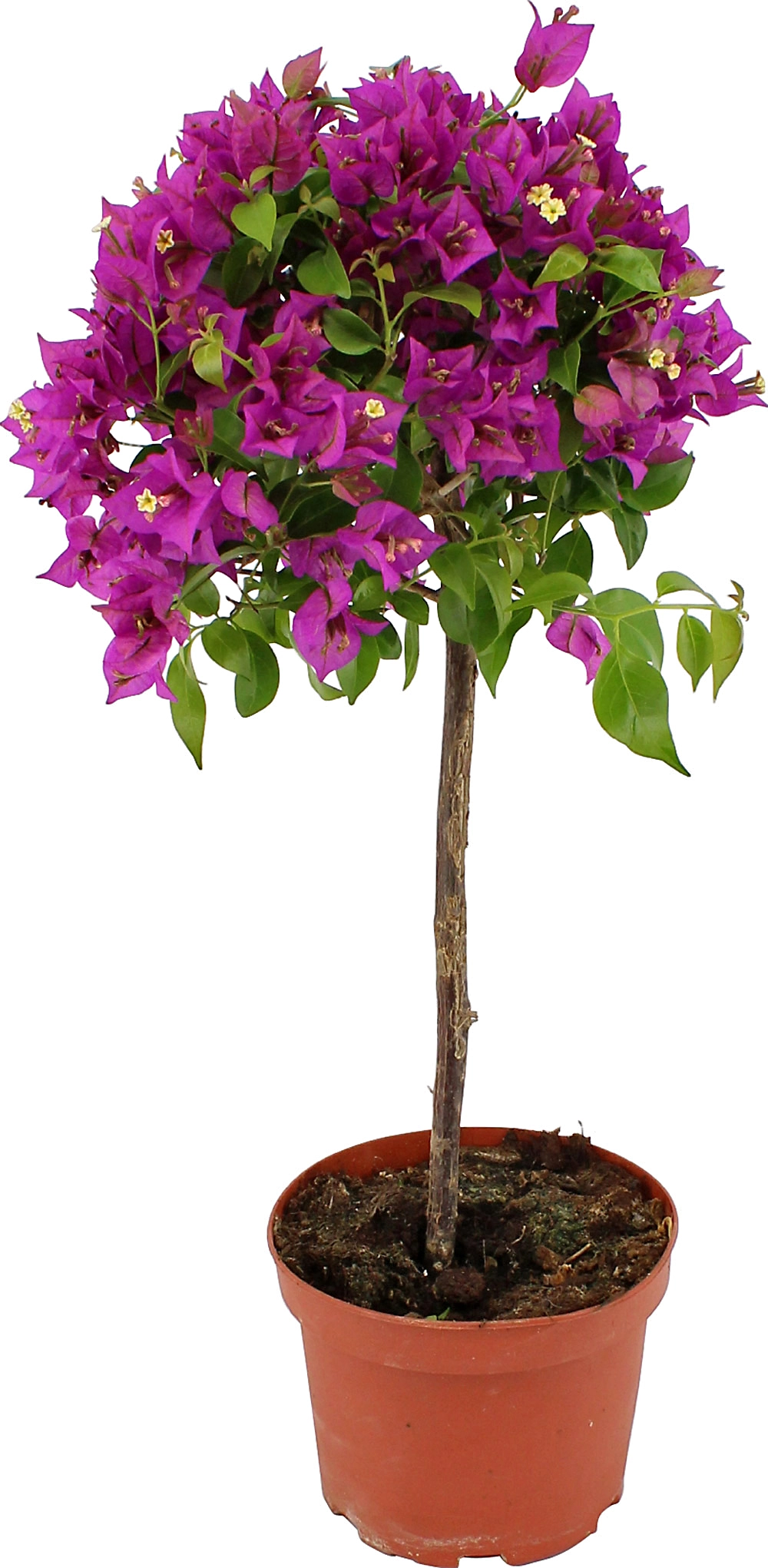 Bougainvillea kaufen bei OBI